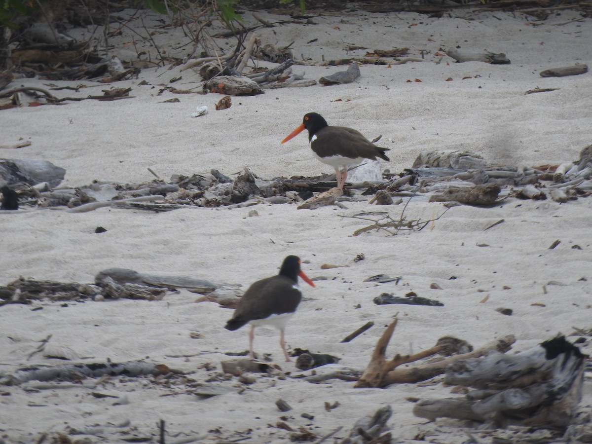 American Oystercatcher - ML617147229