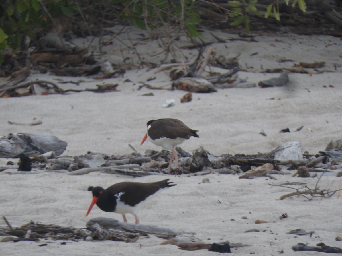 American Oystercatcher - ML617147231