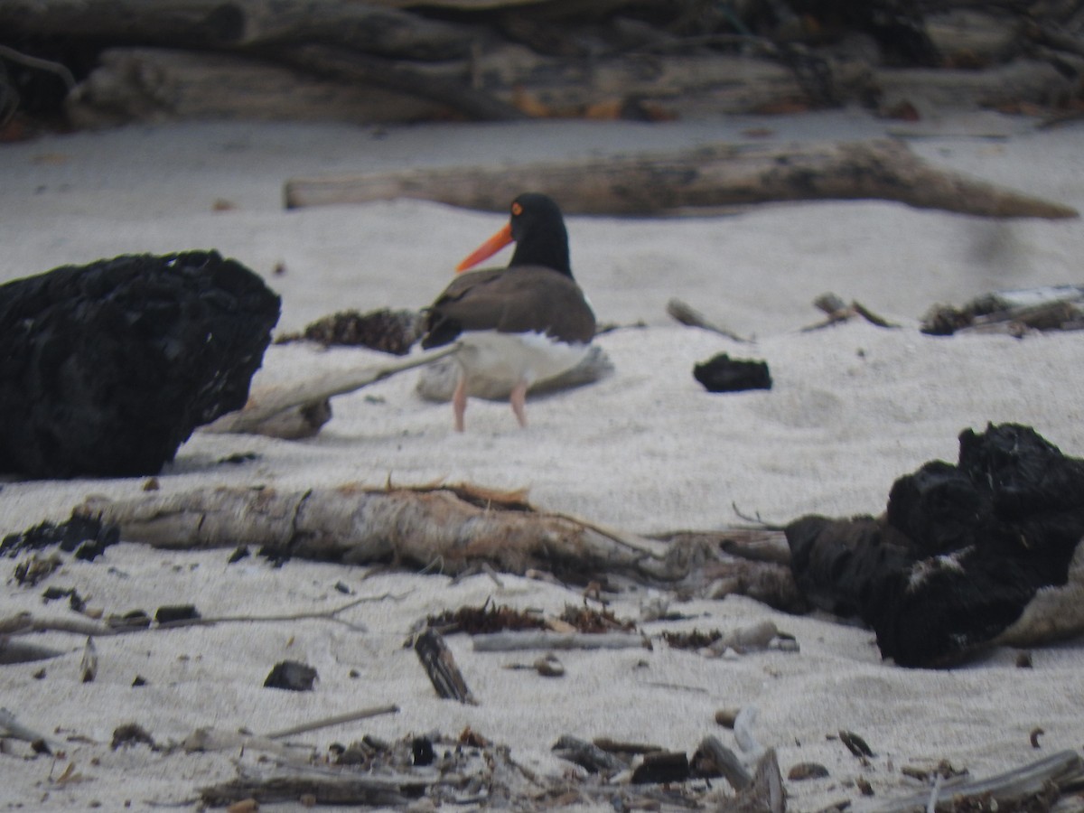 American Oystercatcher - Luis  Morales