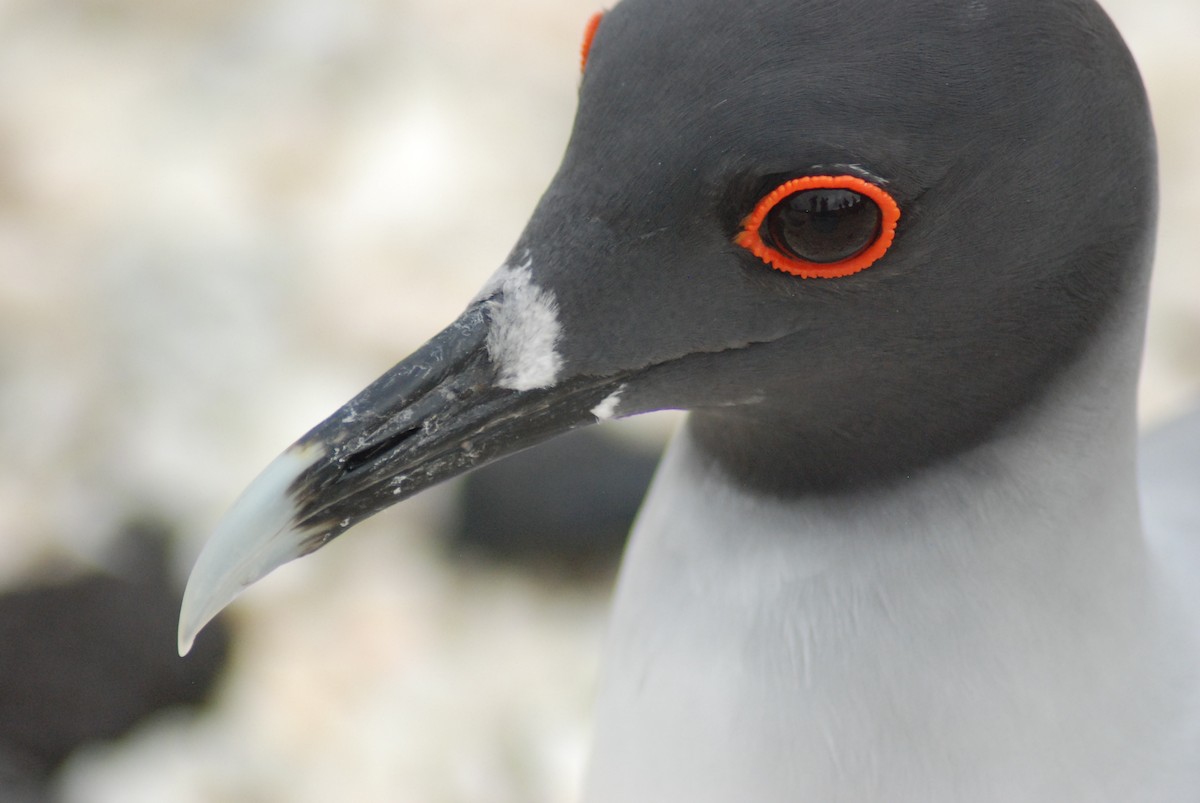 Swallow-tailed Gull - ML617147243