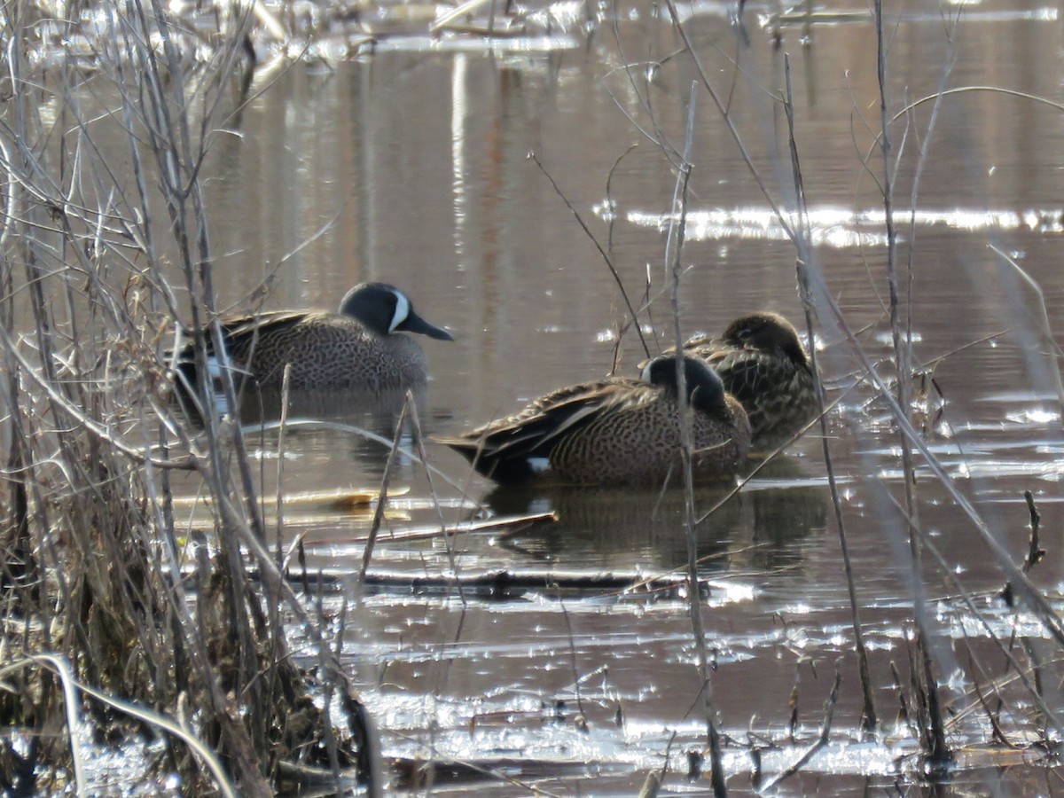 Blue-winged Teal - ML617147246