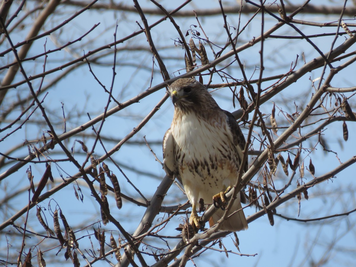 Red-tailed Hawk - ML617147403