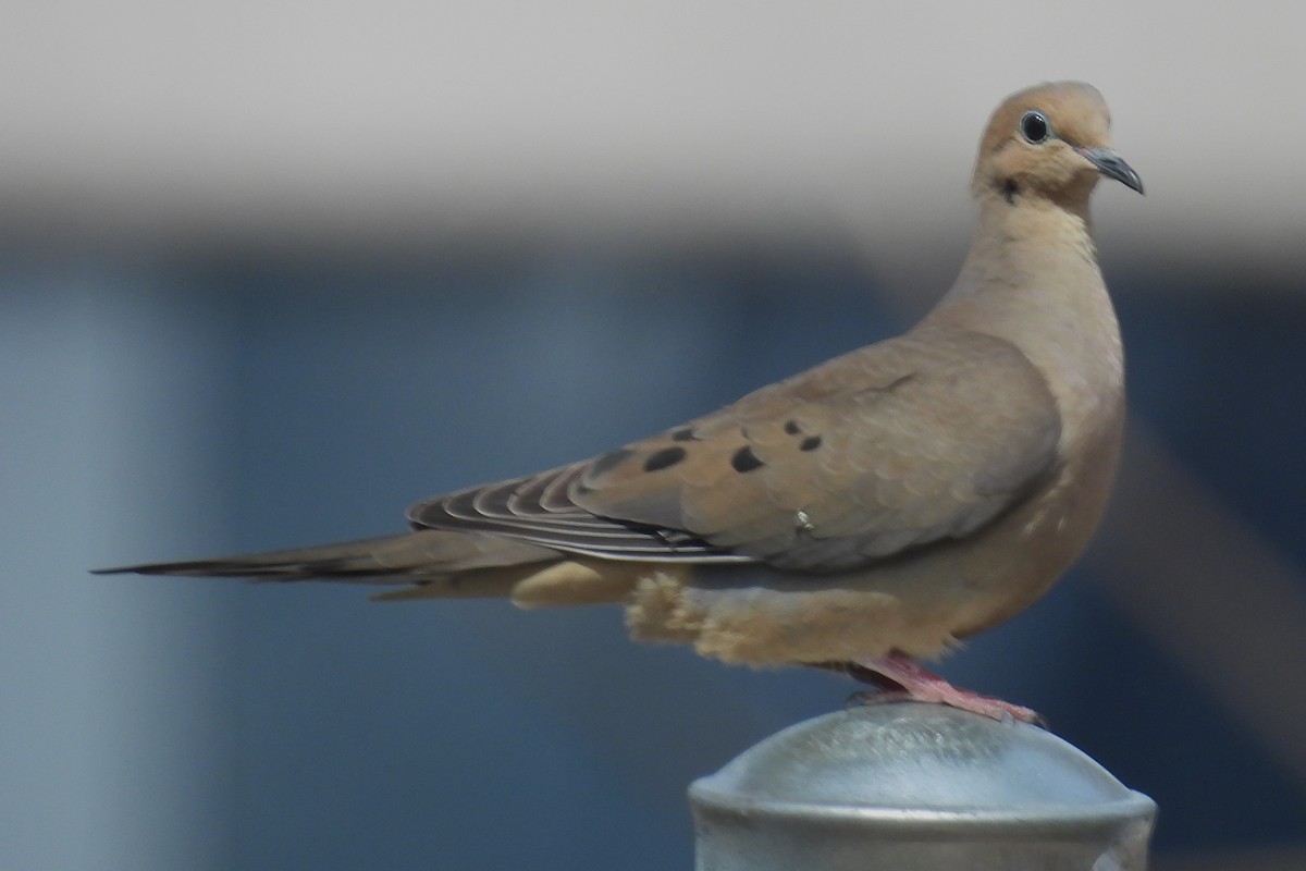 Mourning Dove - ML617147405