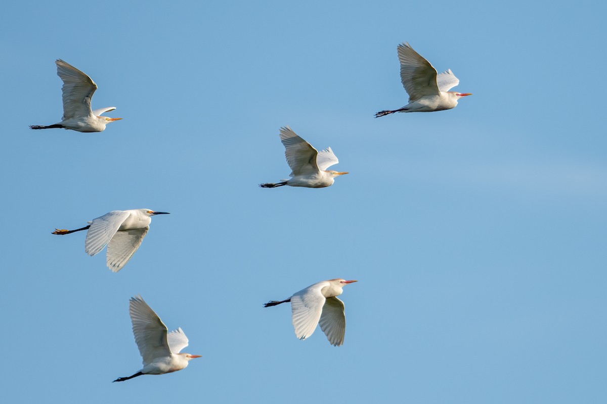 Western Cattle Egret - ML617147410