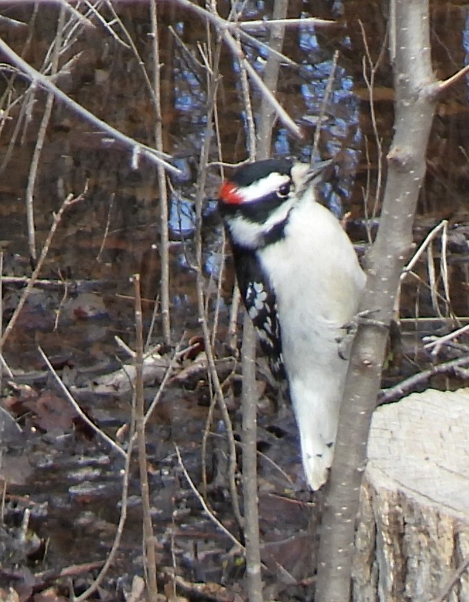 Downy Woodpecker - Richard and Janice Drummond