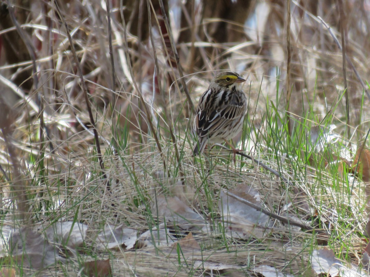 Savannah Sparrow - ML617147422