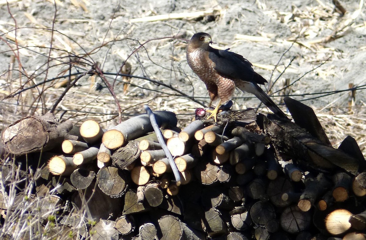 Cooper's Hawk - Rénald St-Onge