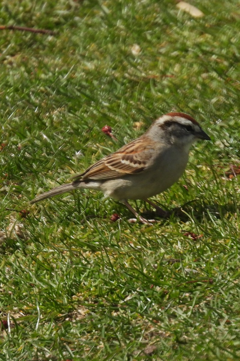 Chipping Sparrow - ML617147457