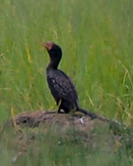 Cormorán Africano - ML617147483