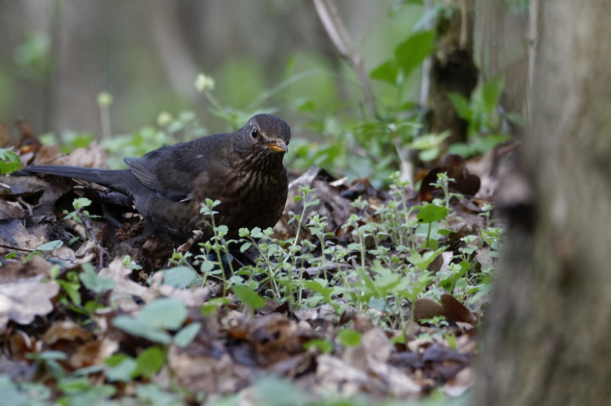 Eurasian Blackbird - ML617147587