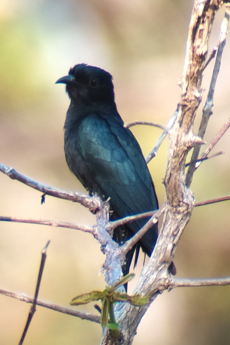 Square-tailed Drongo-Cuckoo - Alain Rouge