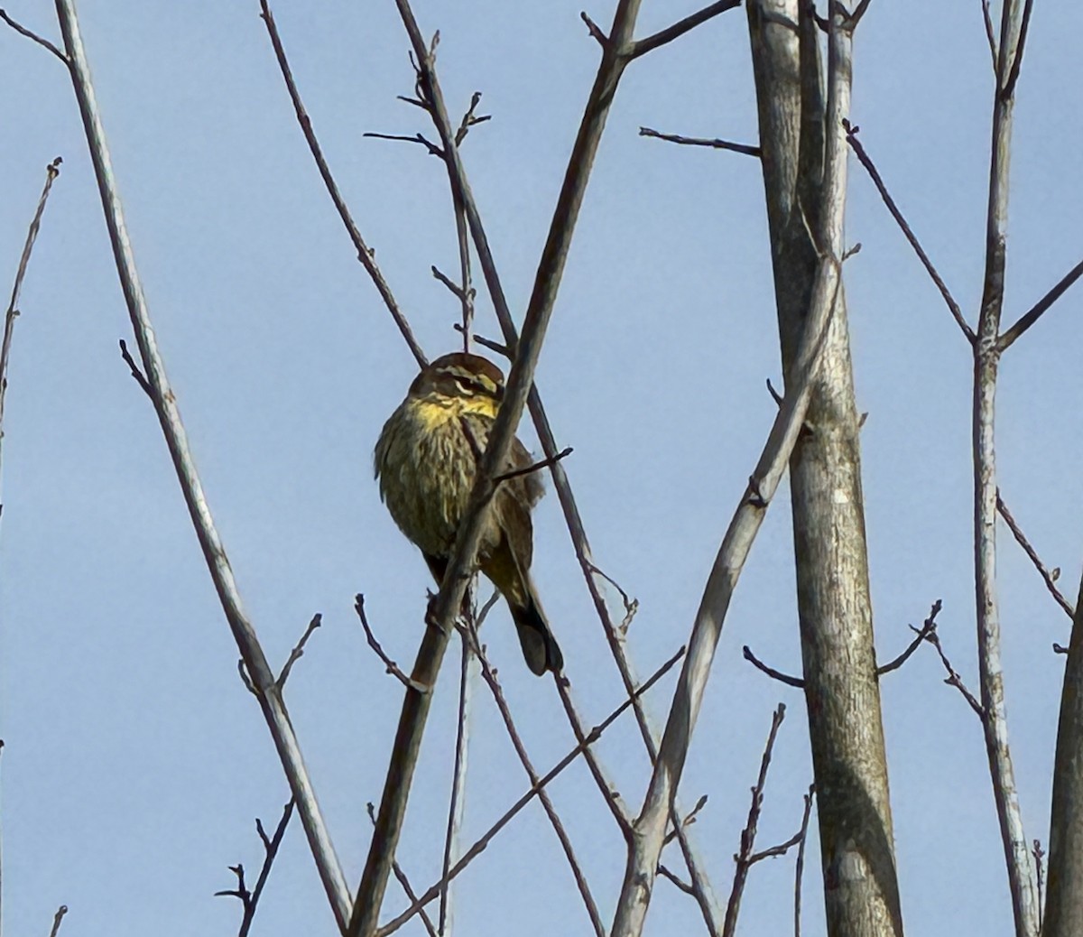 Palm Warbler - ML617147638