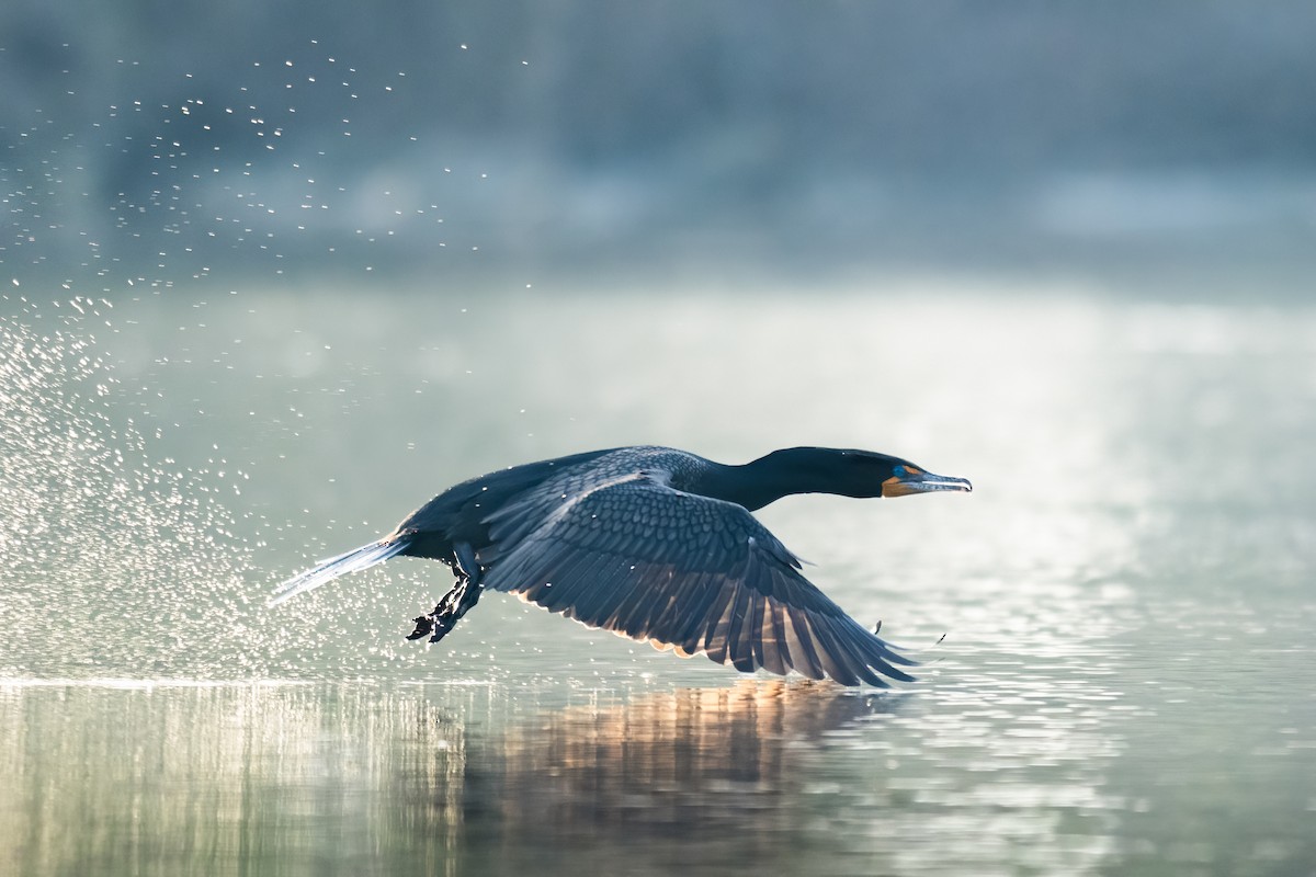 Double-crested Cormorant - ML617147680