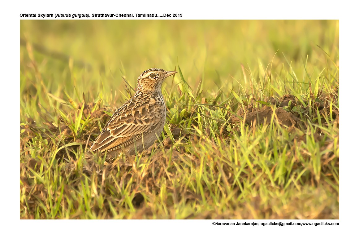 Oriental Skylark - ML617147719