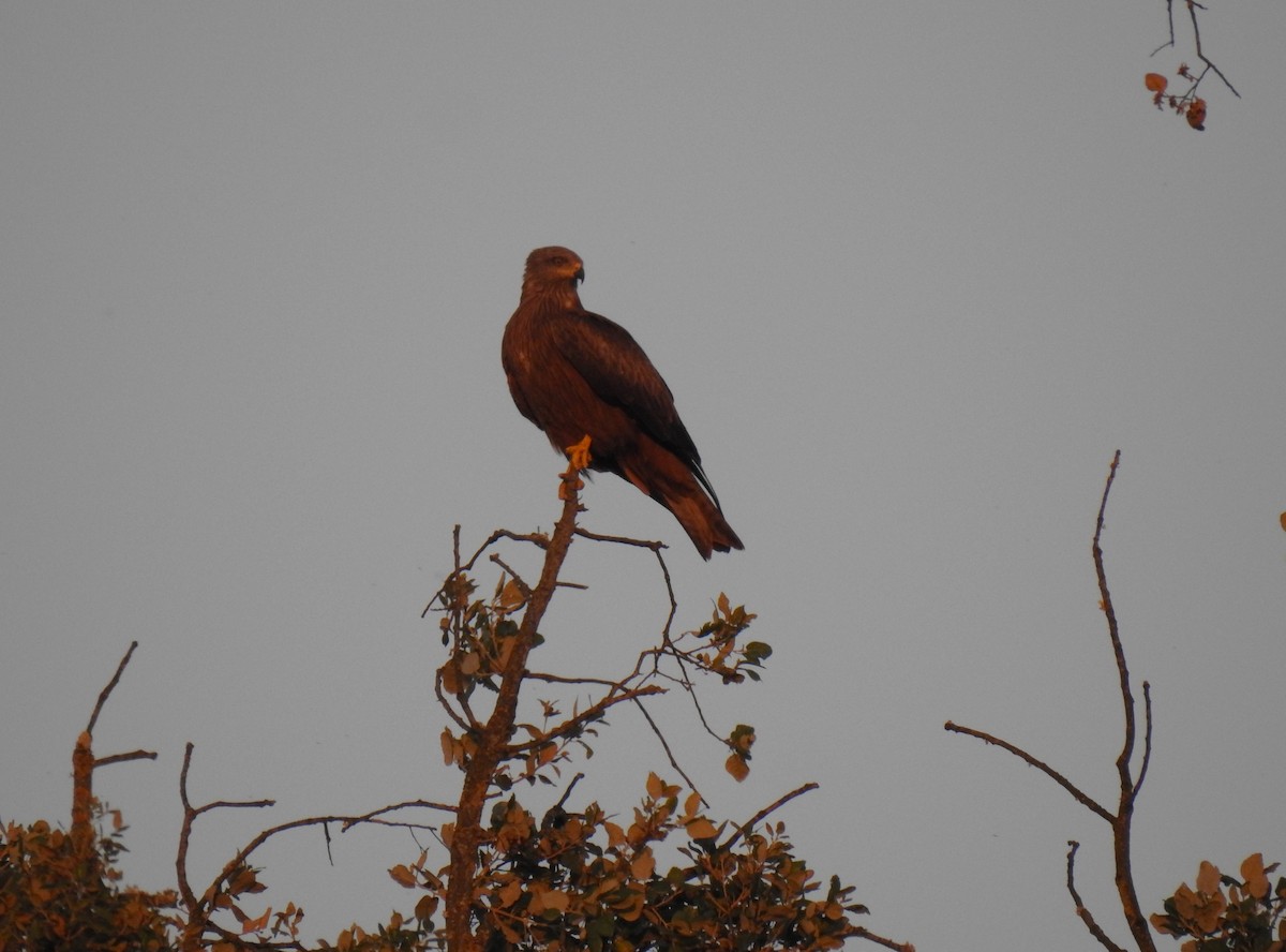 Black Kite - Filipe Manuel