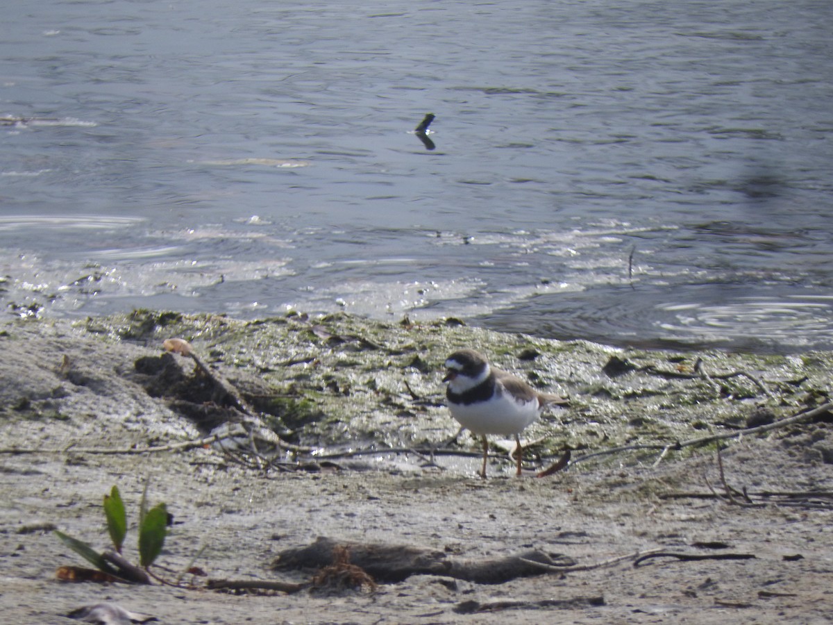 Semipalmated Plover - ML617147767