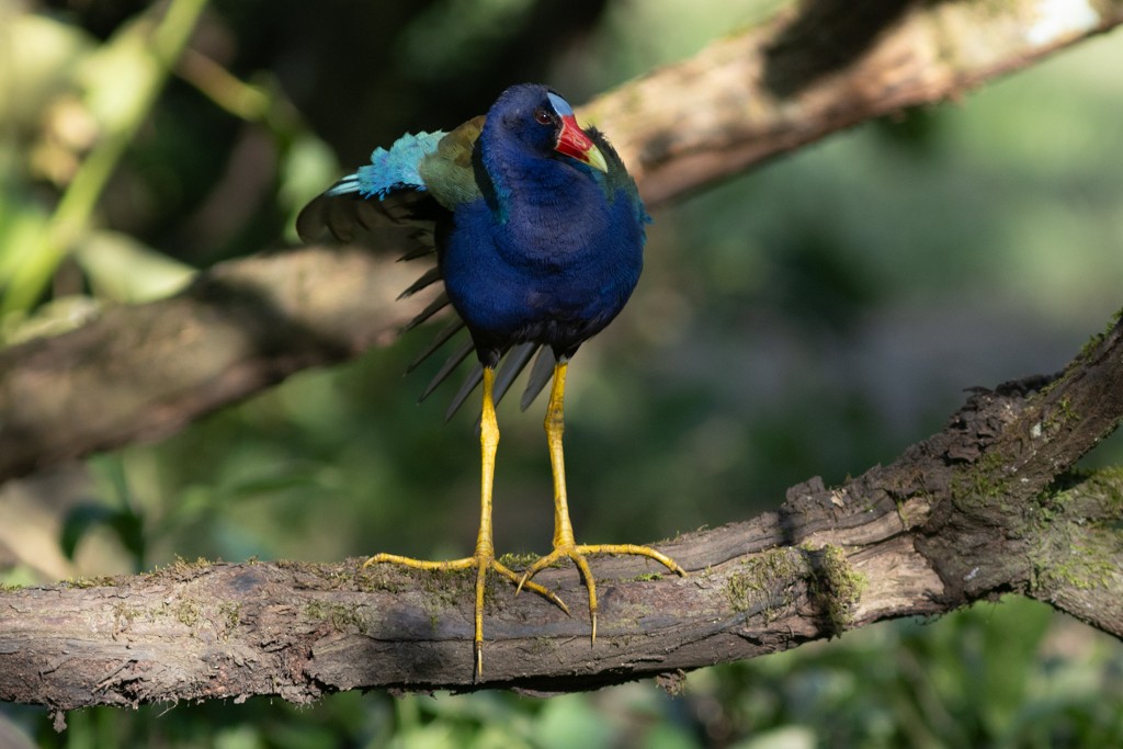 Purple Gallinule - ML617147771