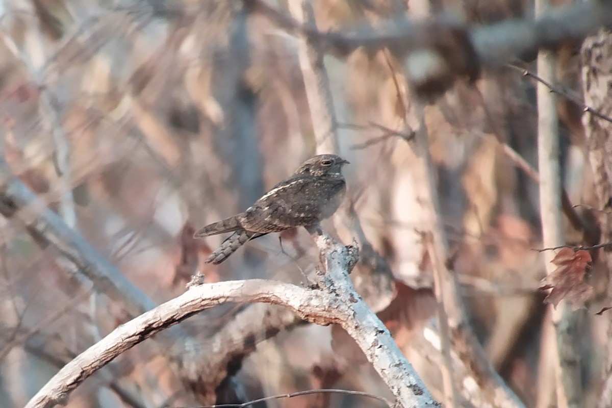 Savanna Nightjar (Northern) - ML617147773