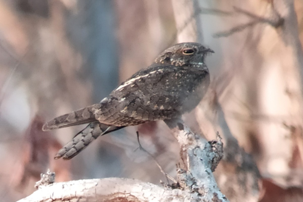 Savanna Nightjar (Northern) - ML617147774