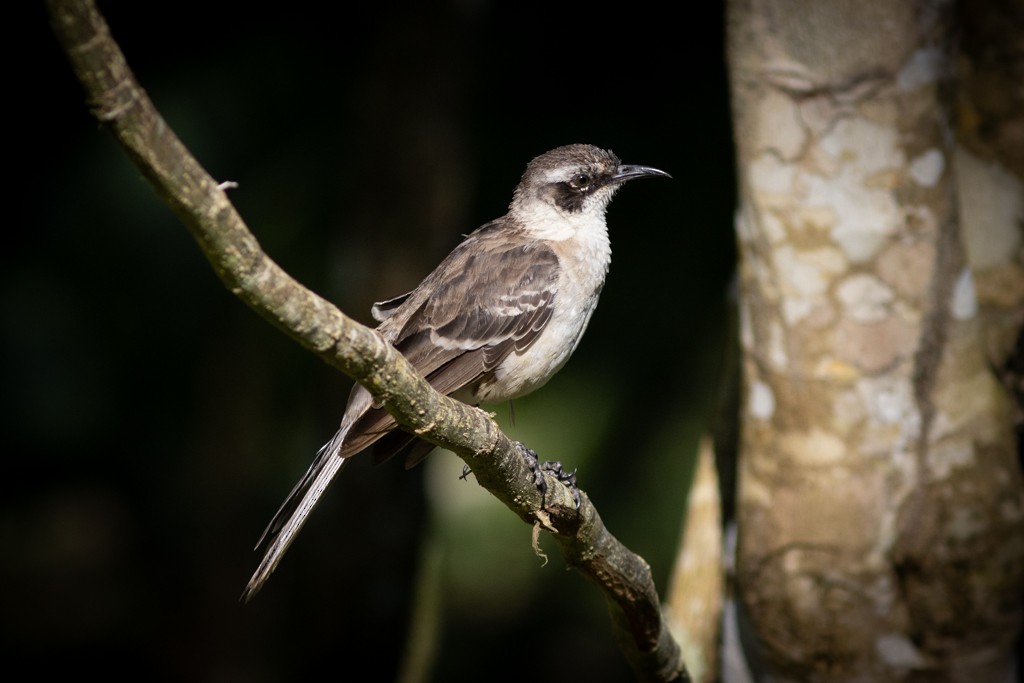 Galapagos Mockingbird - ML617147781