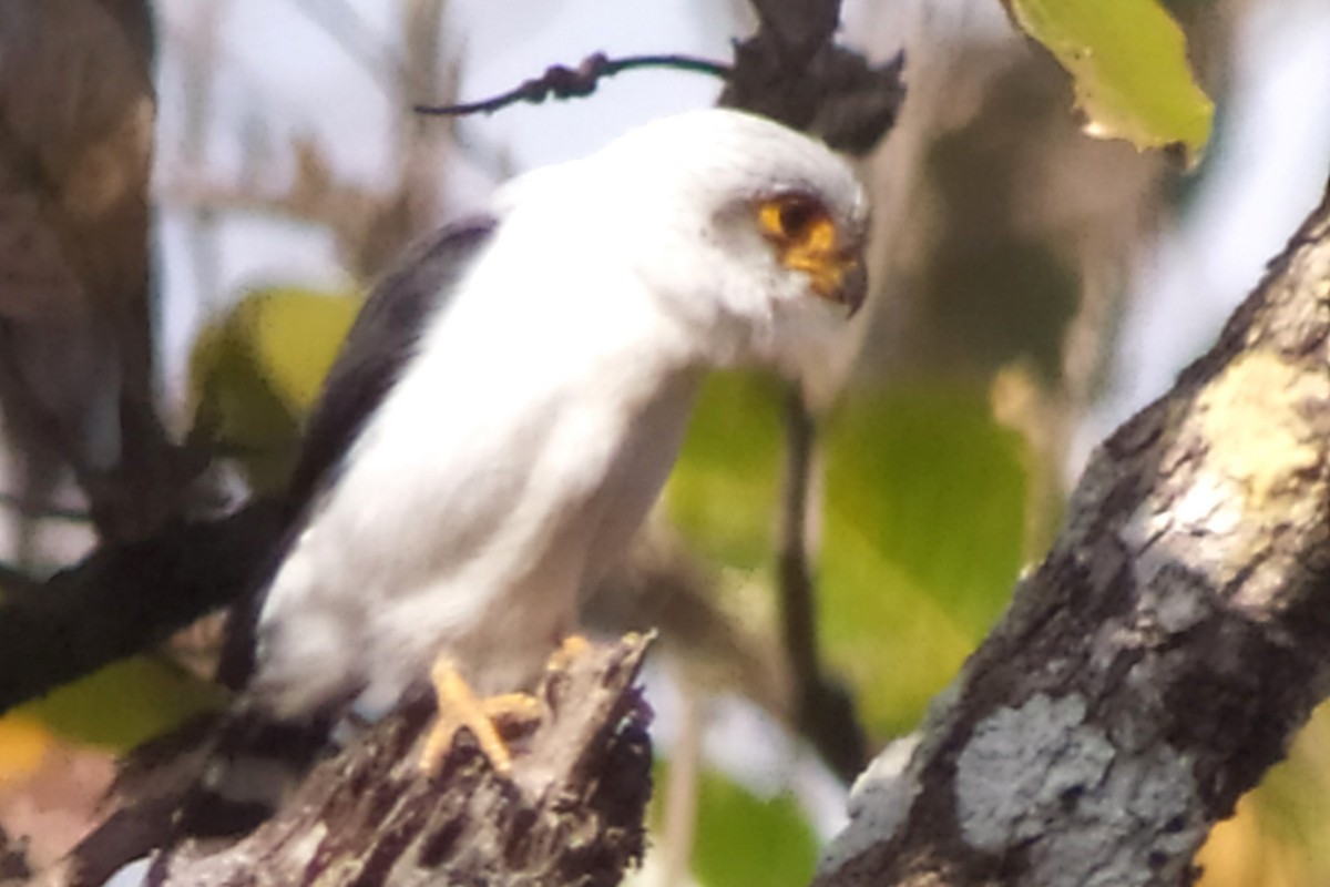 White-rumped Falcon - ML617147847