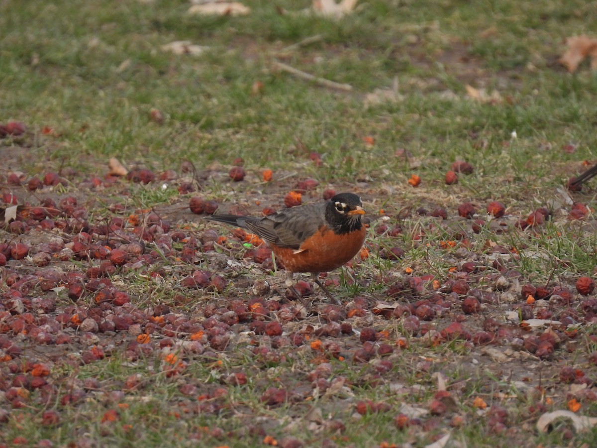 American Robin - ML617147896