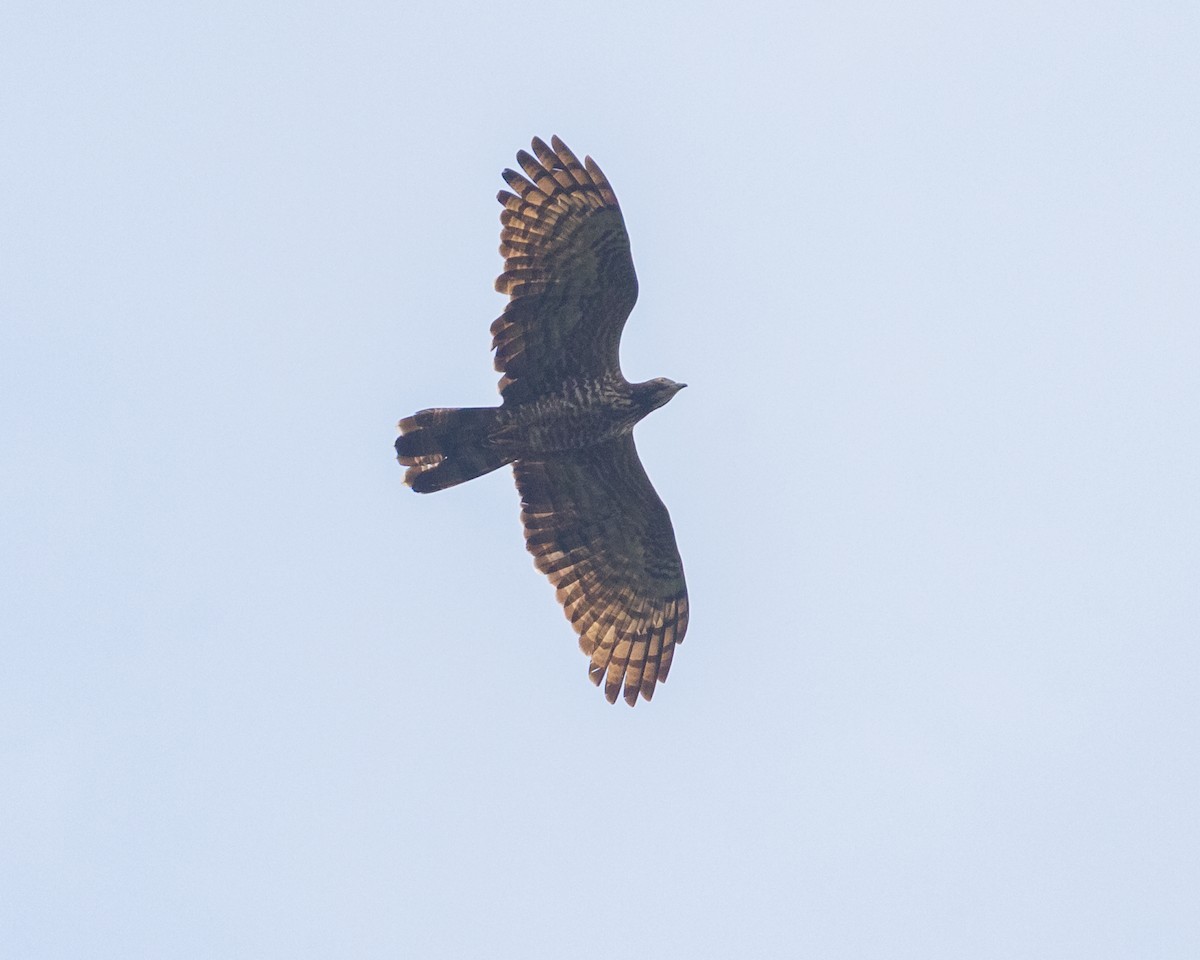 Oriental Honey-buzzard - ML617147915