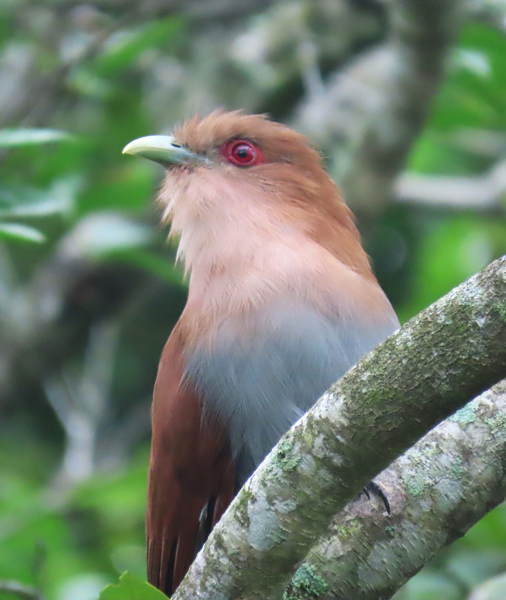 Squirrel Cuckoo - ML617147942