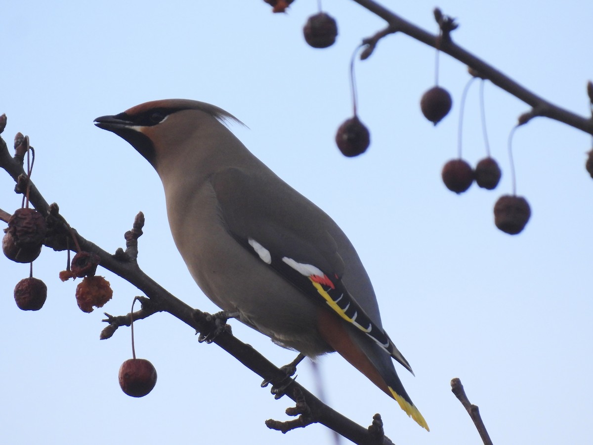 Bohemian Waxwing - ML617147948