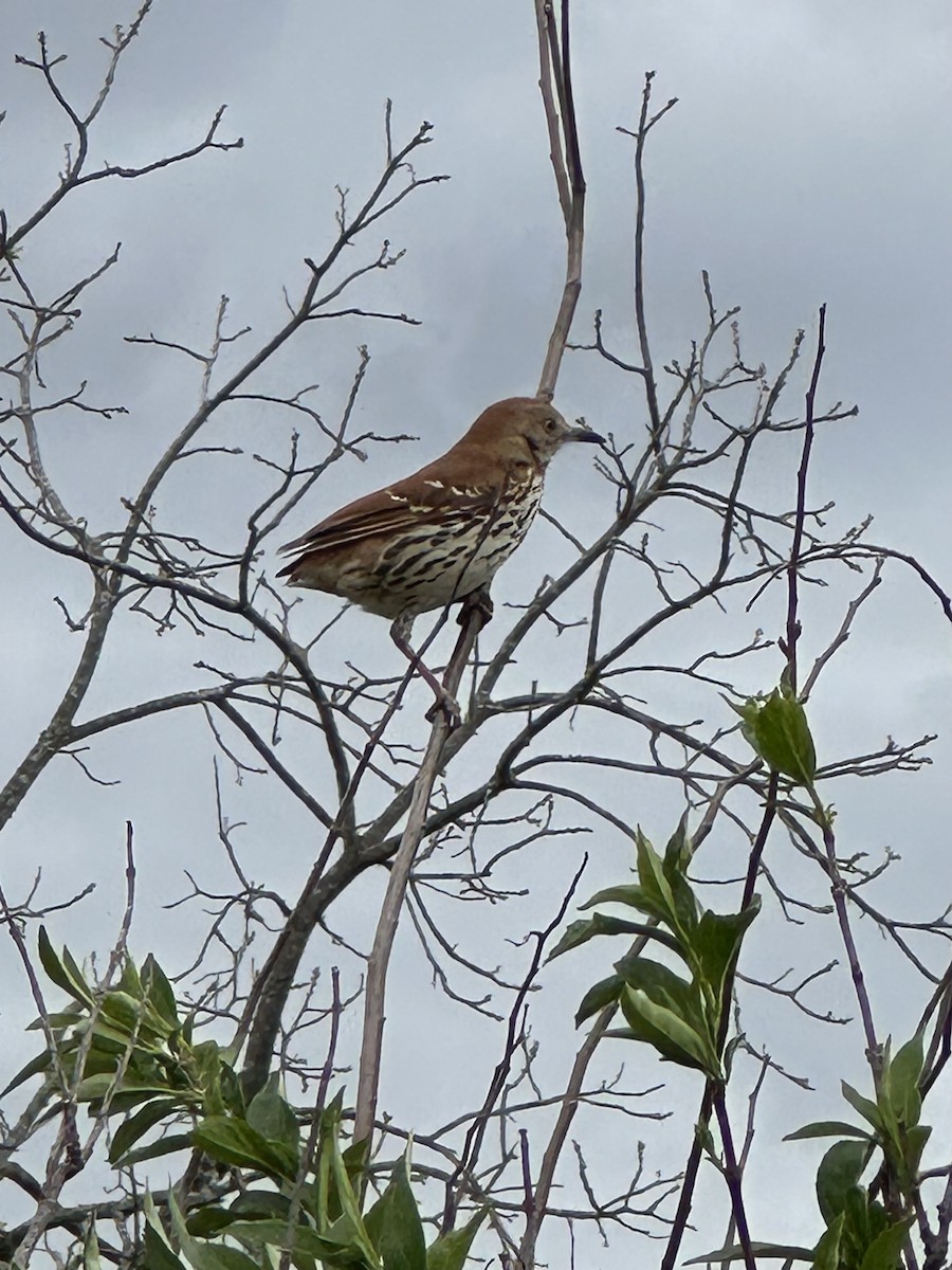 Brown Thrasher - Cheryl Foster