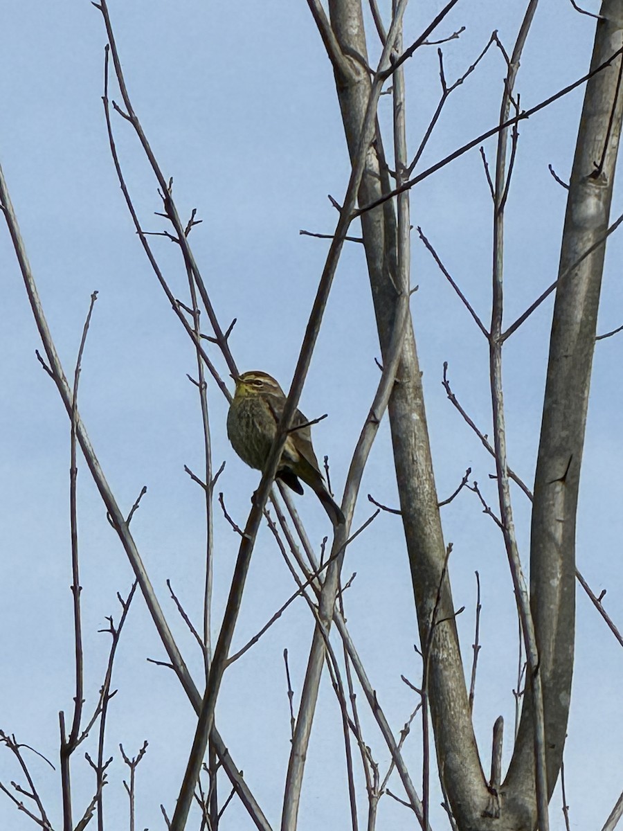 Palm Warbler - ML617147958