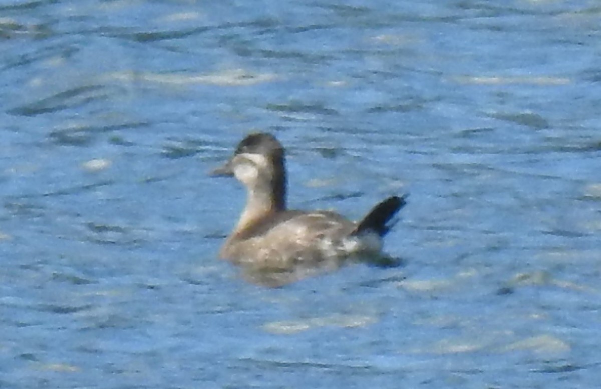 Ruddy Duck - ML617147965