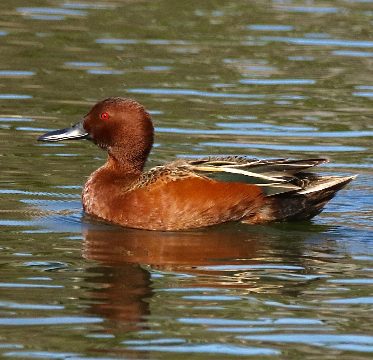 Cinnamon Teal - ML617147971