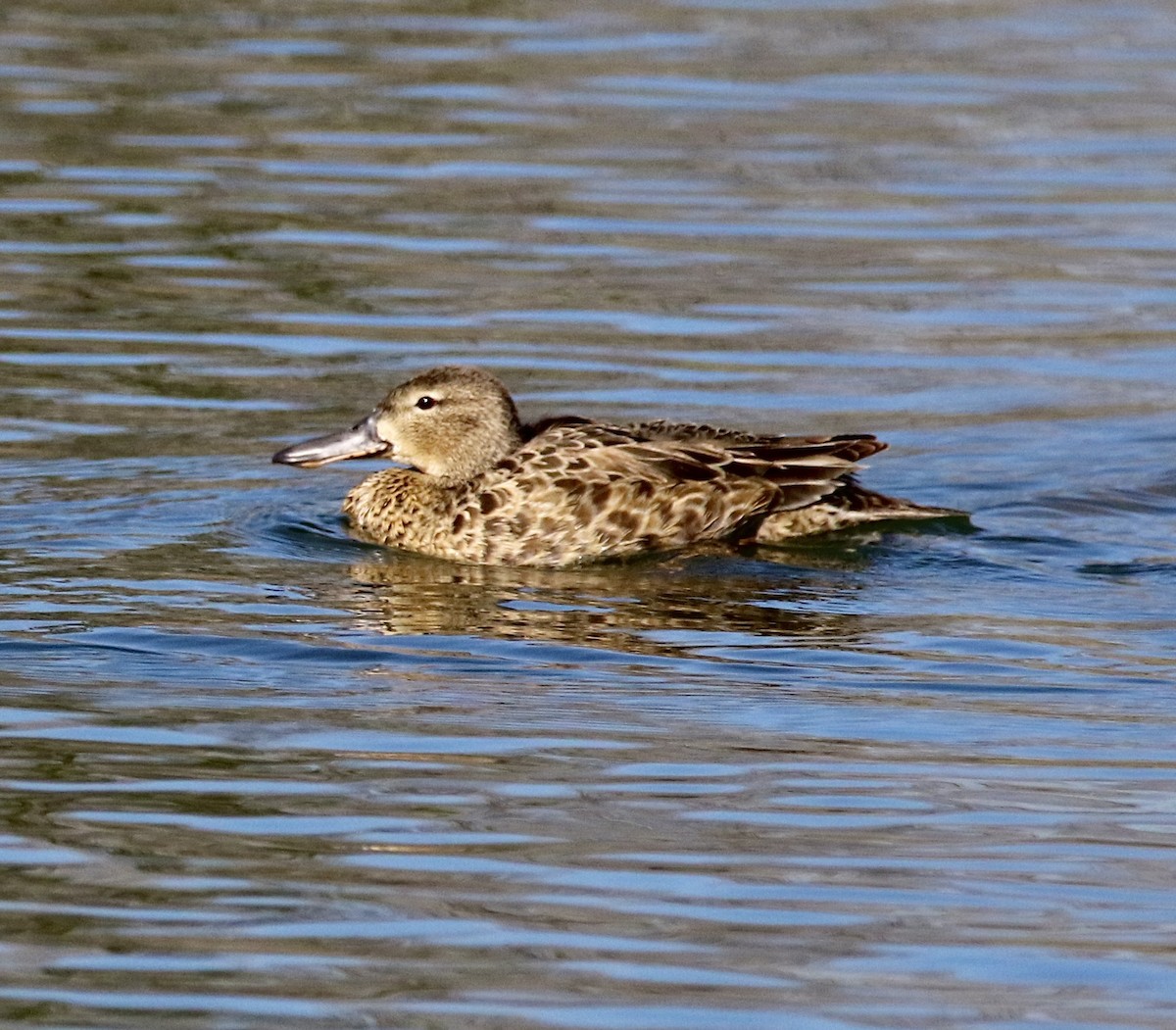 Cinnamon Teal - ML617147972