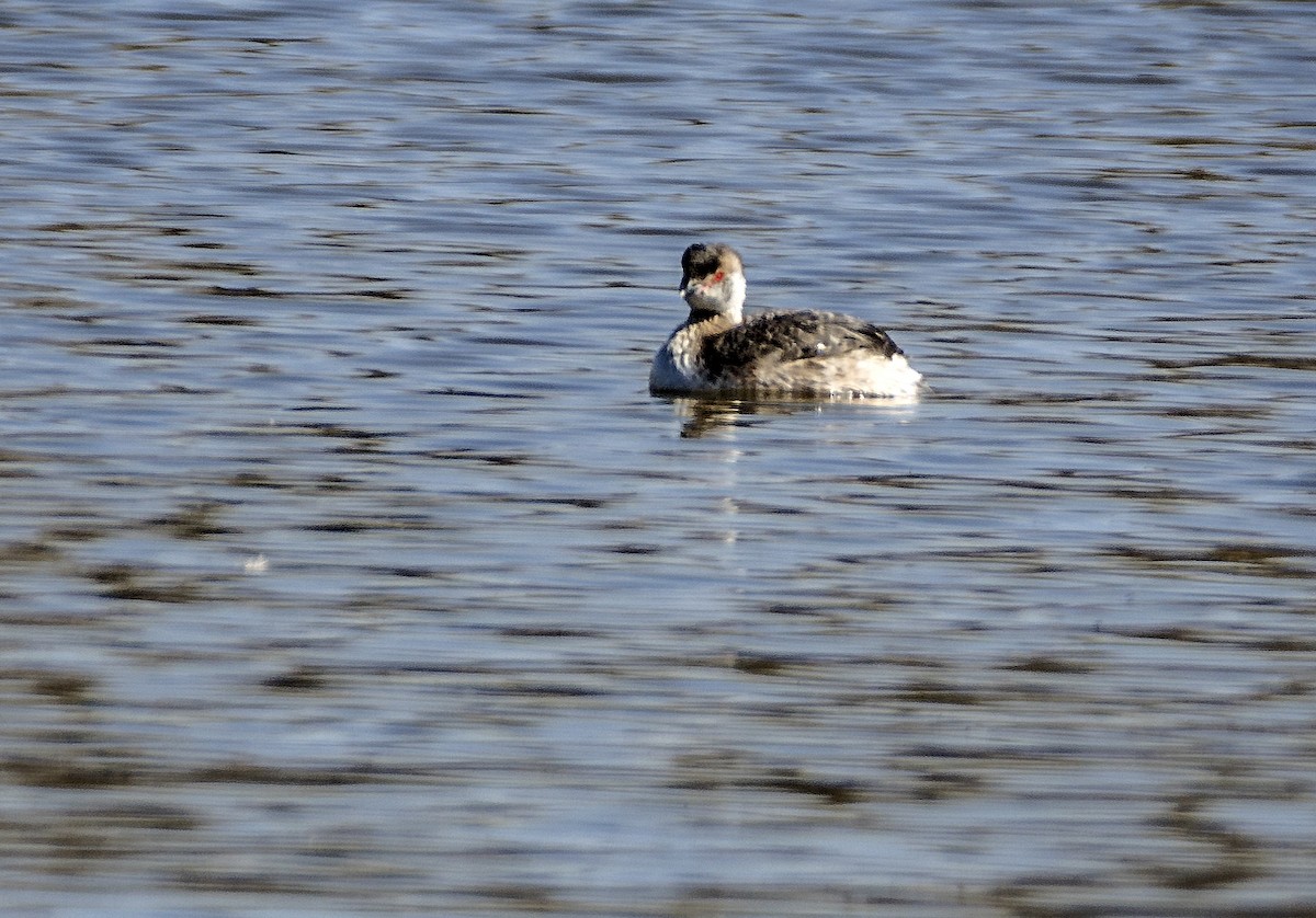 Horned Grebe - ML617148001