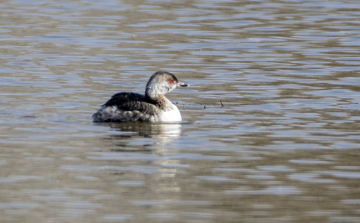 Horned Grebe - ML617148002