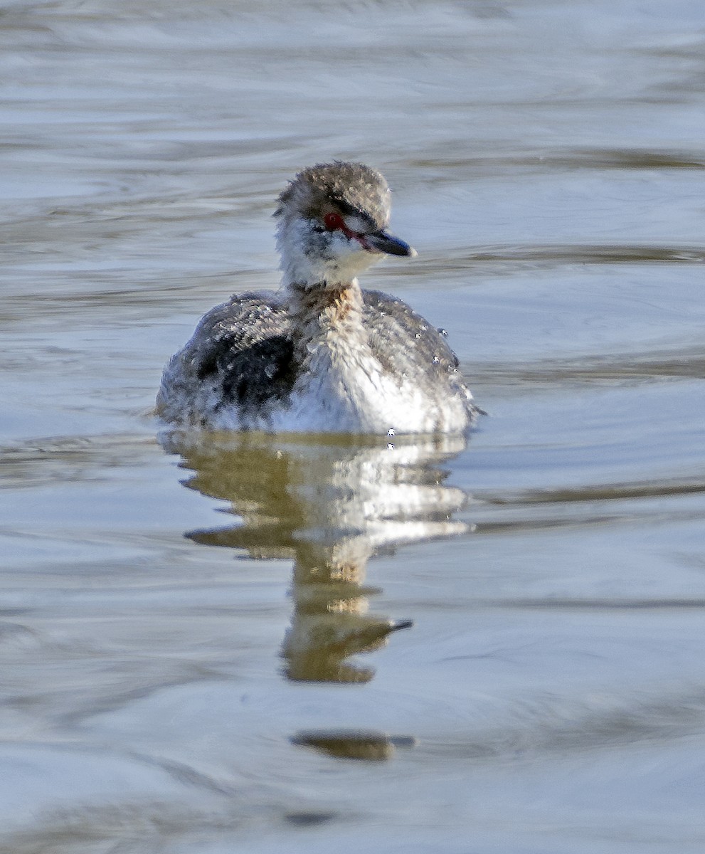 Horned Grebe - ML617148003