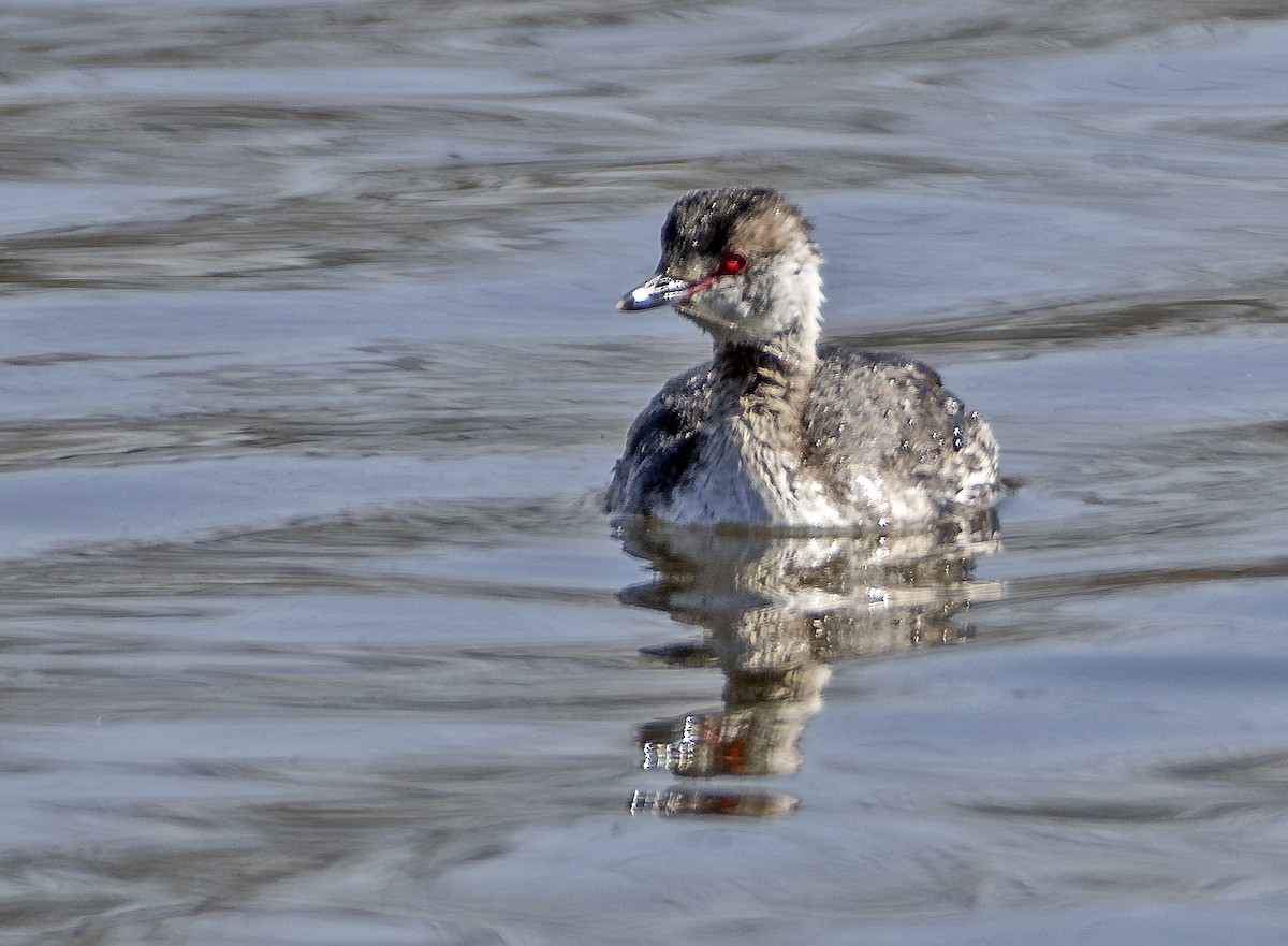 Horned Grebe - ML617148004