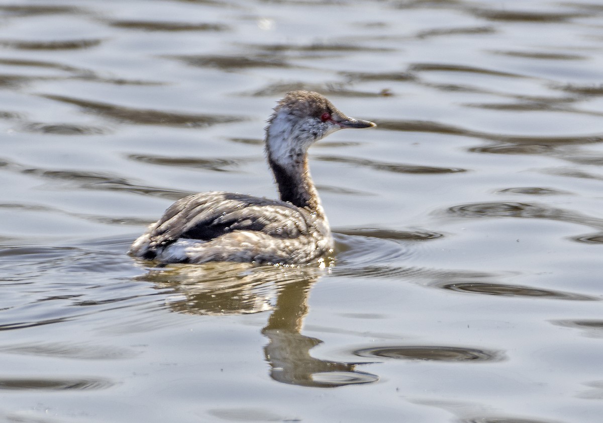 Horned Grebe - ML617148008