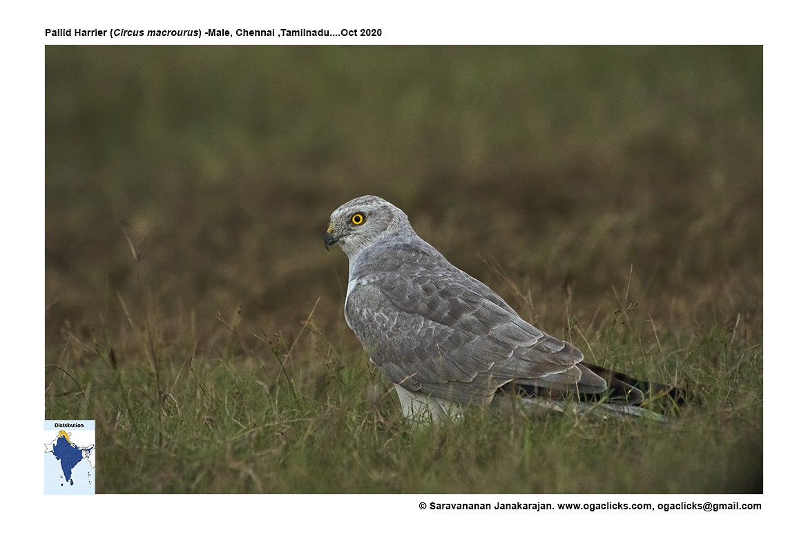 Pallid Harrier - ML617148032