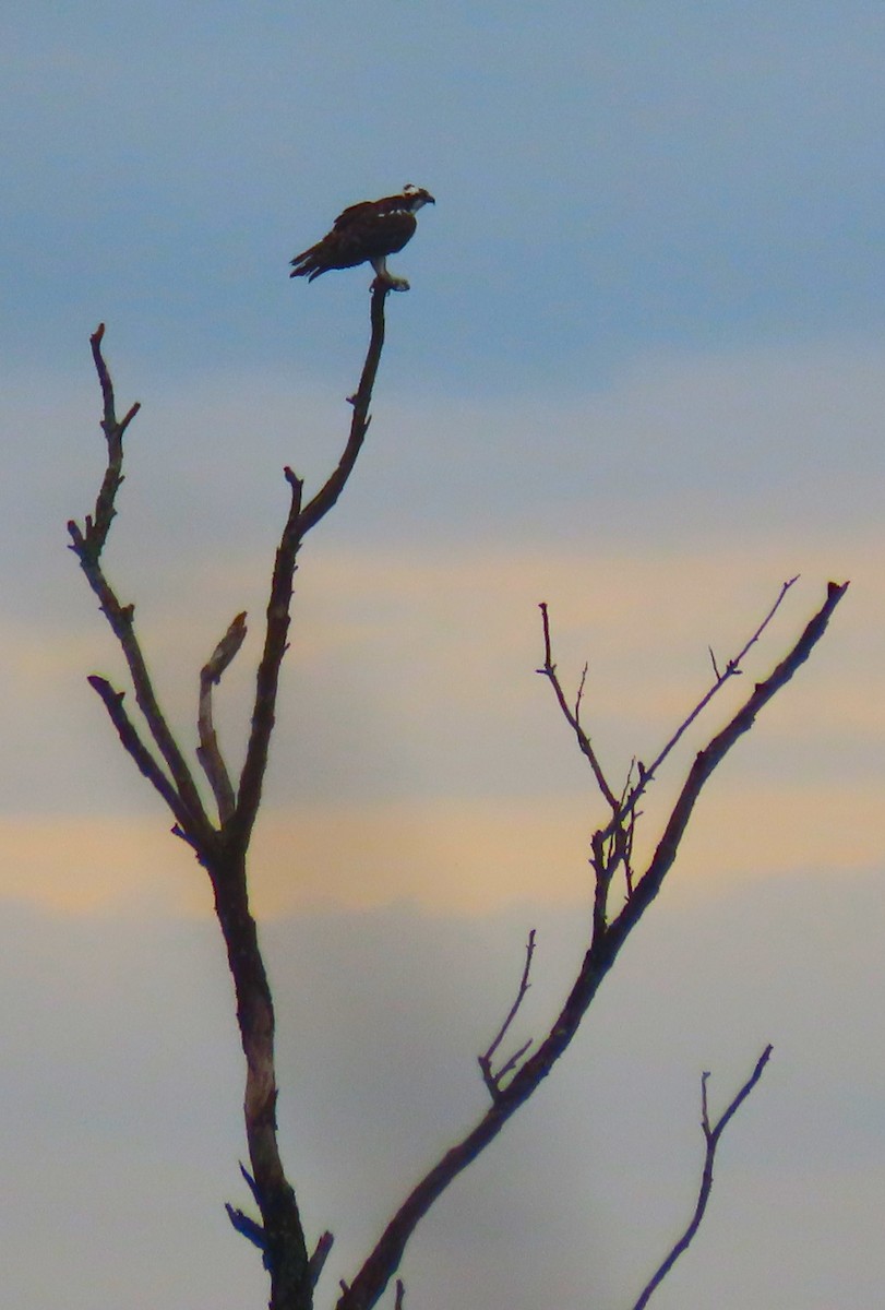 Águila Pescadora - ML617148037