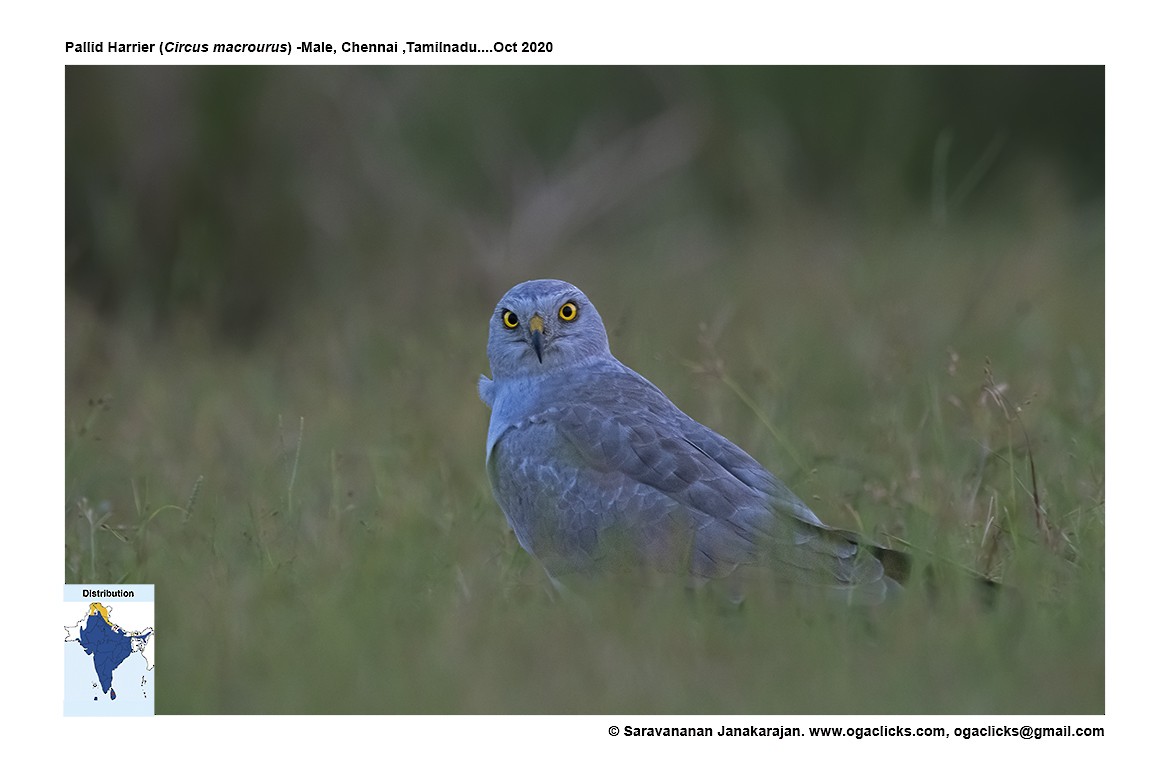 Pallid Harrier - Saravanan Janakarajan