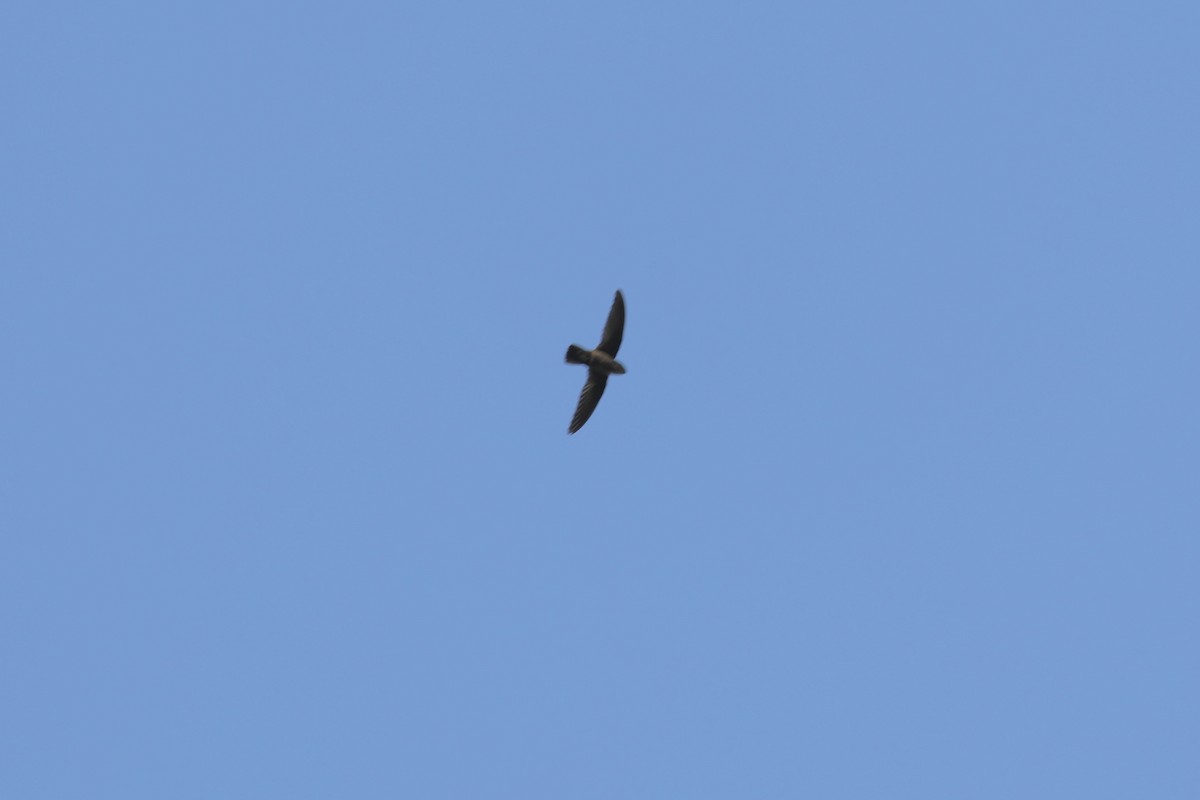 Lesser Antillean Swift - ML617148074