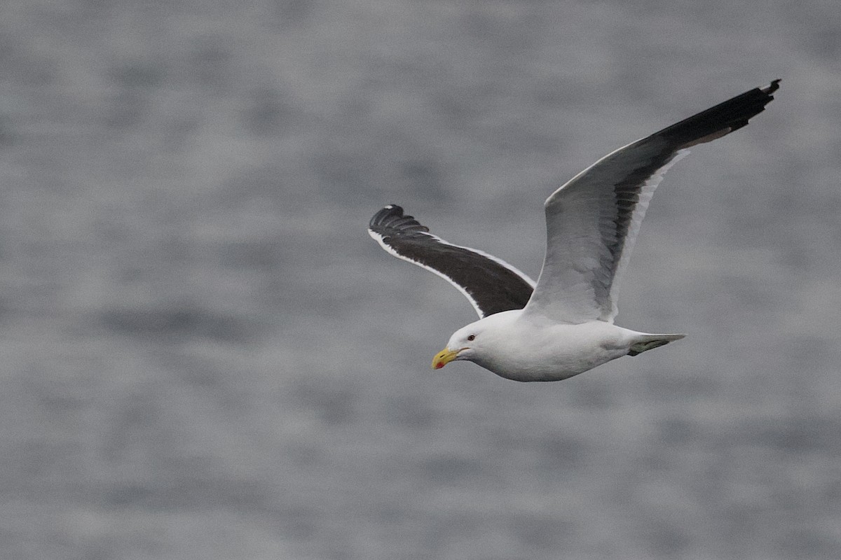 Kelp Gull - ML617148077