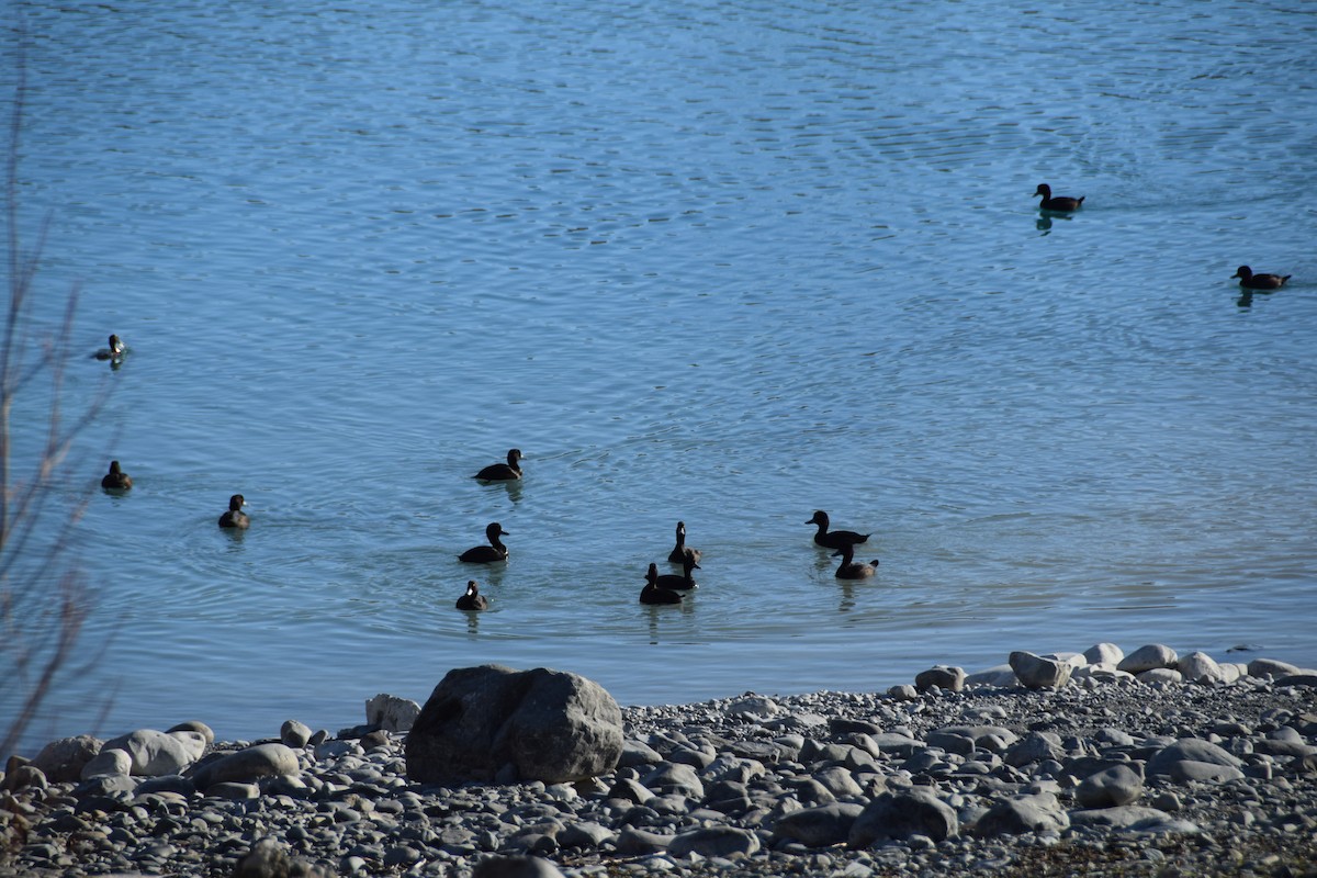 New Zealand Scaup - Nick Kowalske