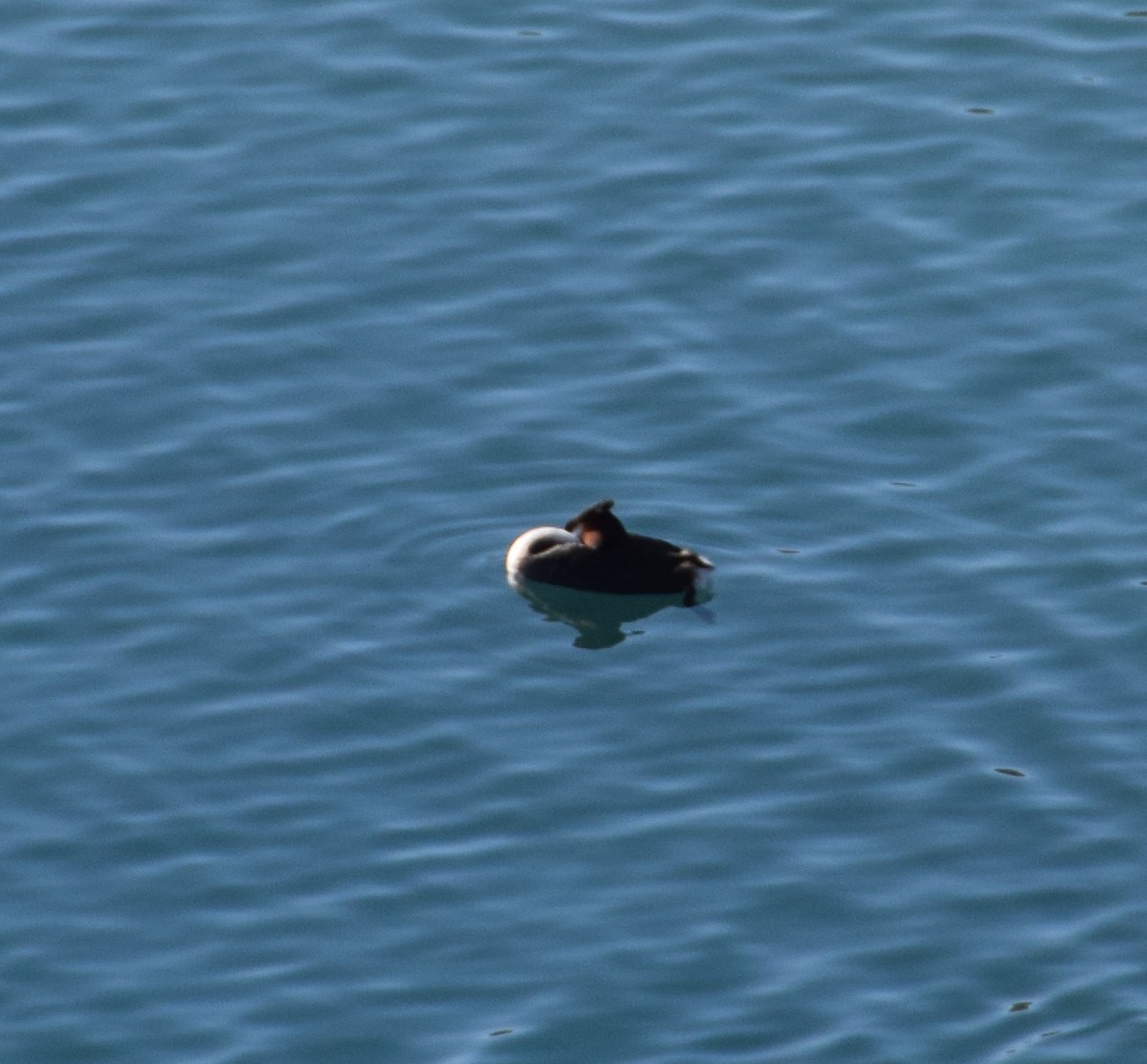 Great Crested Grebe - ML617148099