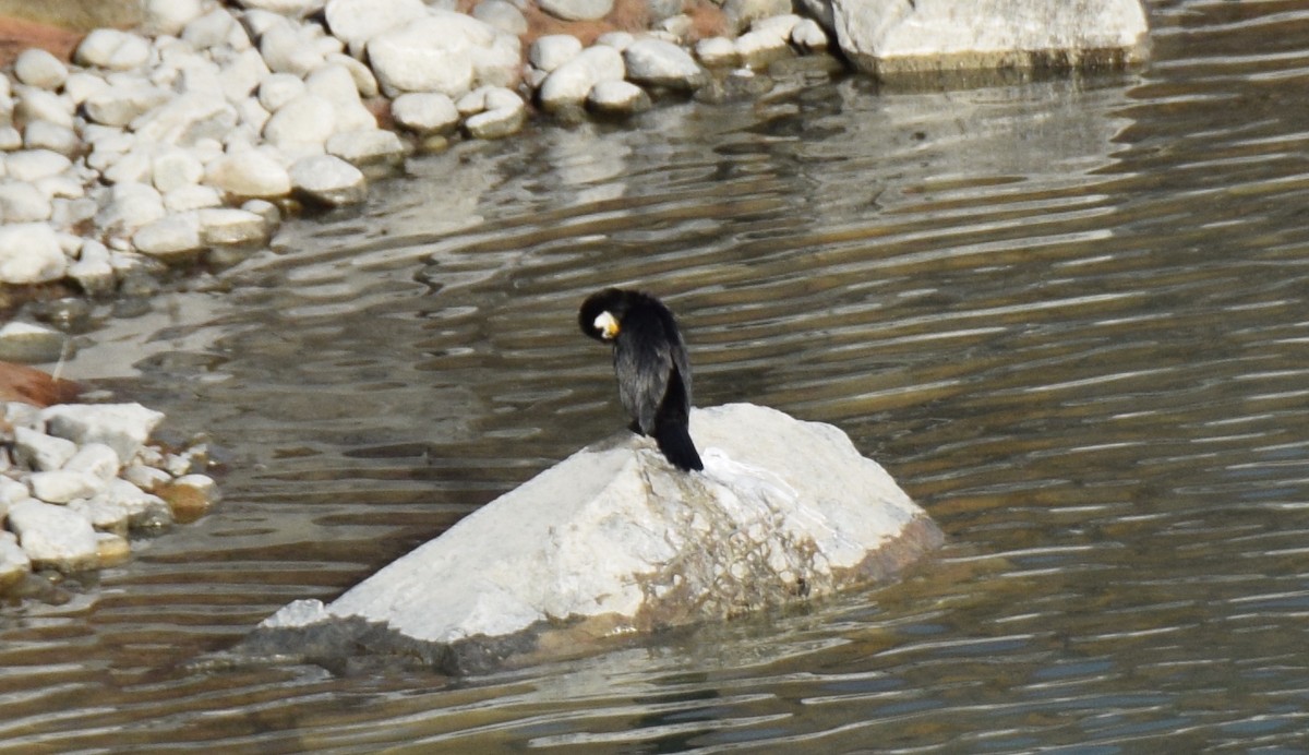 Little Pied Cormorant - ML617148105