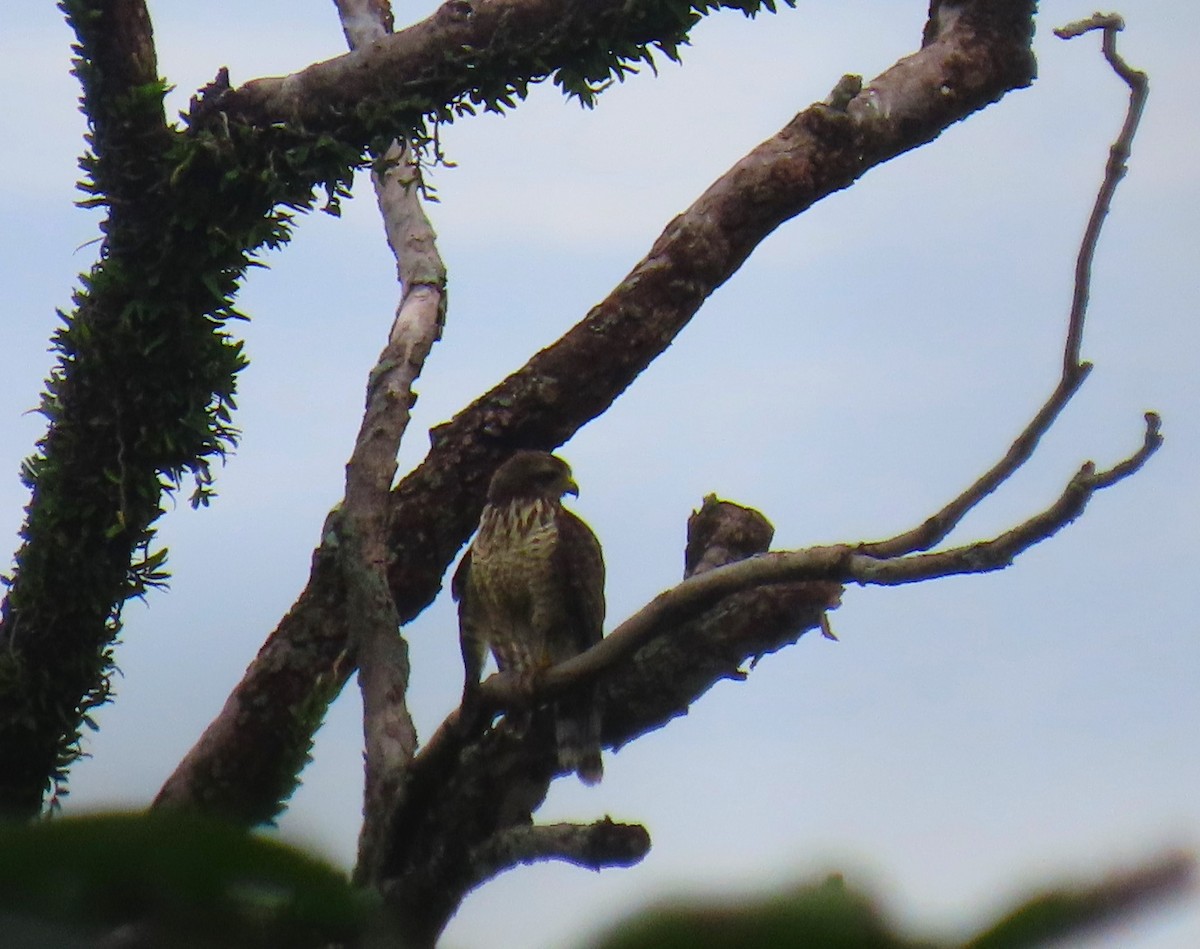 Roadside Hawk - ML617148116