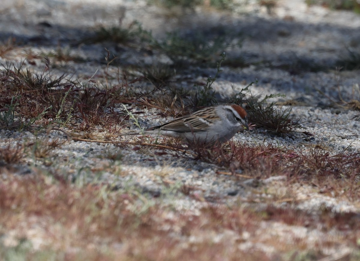 Chipping Sparrow - ML617148146