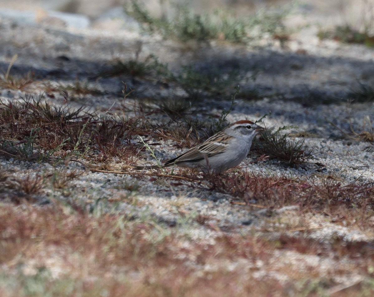 Chipping Sparrow - ML617148147